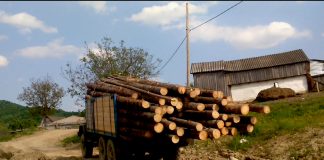 EnvirMin: Three criminal cases opened for illegal wood trading in depots near Bucharest